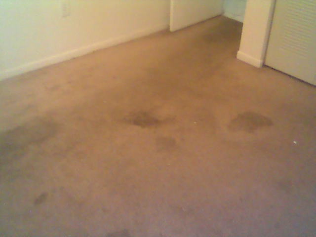 Dirty Carpet With Several Spots