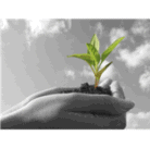 Green Carpet Cleaning Also Available, Green Cleaning For Sensitive People.